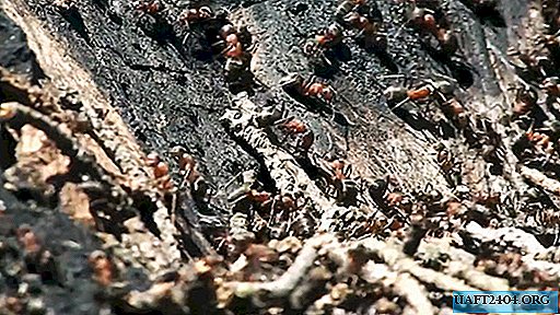 7 técnicas efectivas de control de hormigas