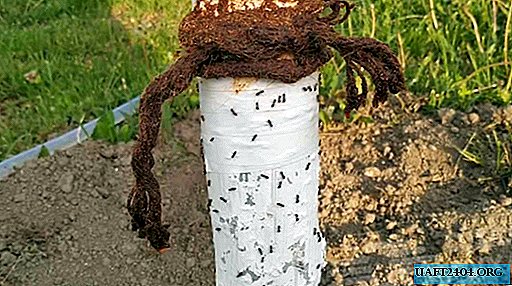 Un remedio efectivo contra las hormigas en el jardín.
