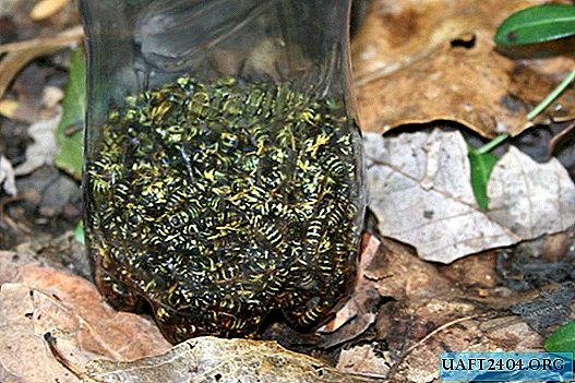 How to make an effective trap for wasps from a plastic bottle
