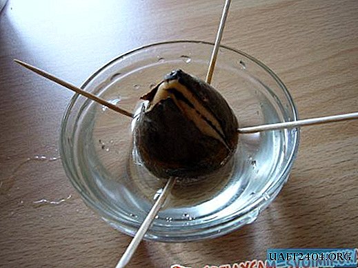 How to grow avocado from seed