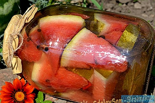 Pickled watermelons for the winter