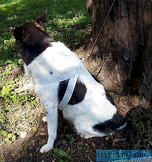 Soft harness for the dog