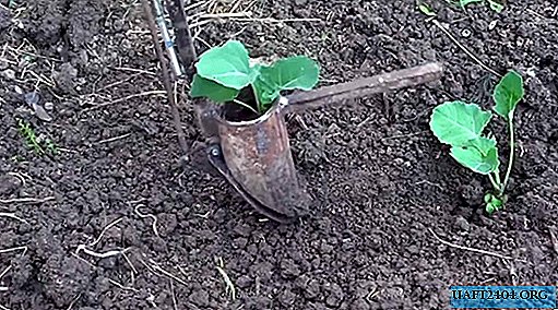 Device for planting cabbage seedlings in the ground
