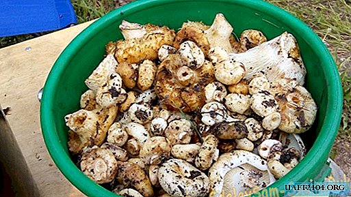 Salting mushrooms, my step by step recipe